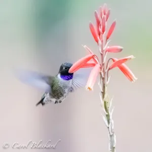 Black-chinned Hummingbird, male