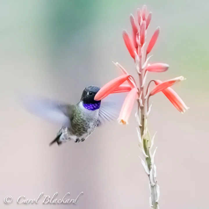 Black-chinned Hummingbird, male