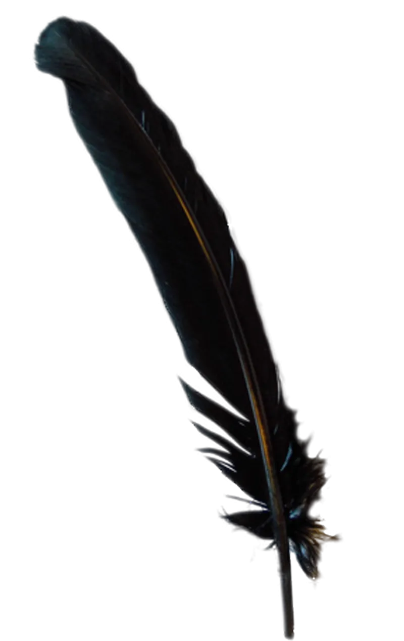 Black Turkey Broad Feather