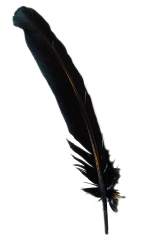 Black Turkey Broad Feather