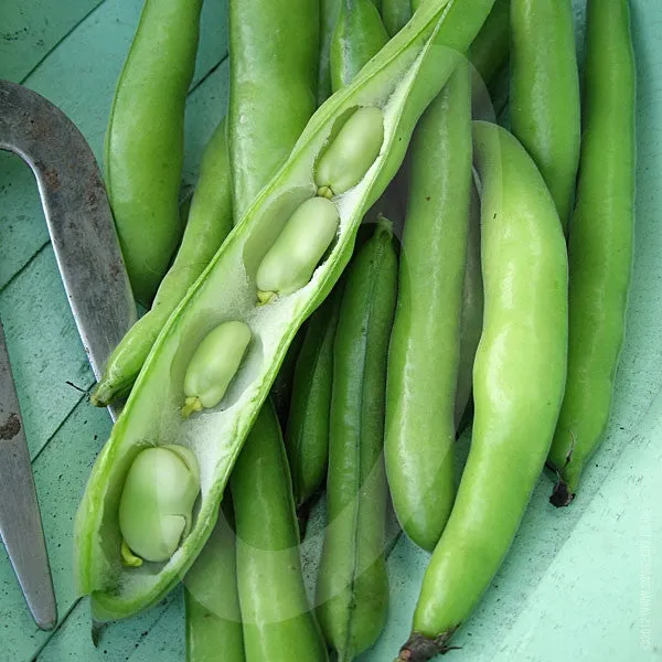 Broad Bean Aquadulce Claudia Seeds (AGM)