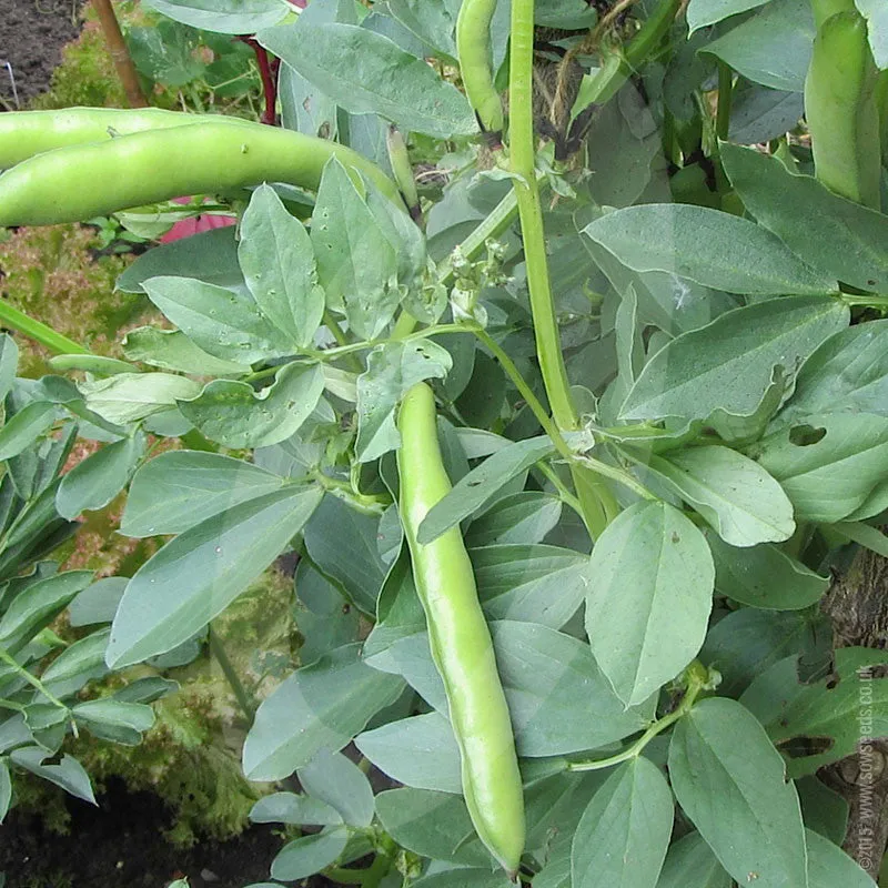 Broad Bean Aquadulce Claudia Seeds (AGM)