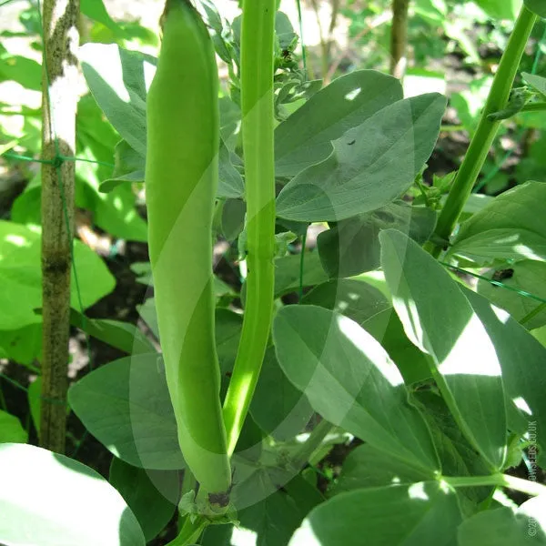 Broad Bean Aquadulce Claudia Seeds (AGM)