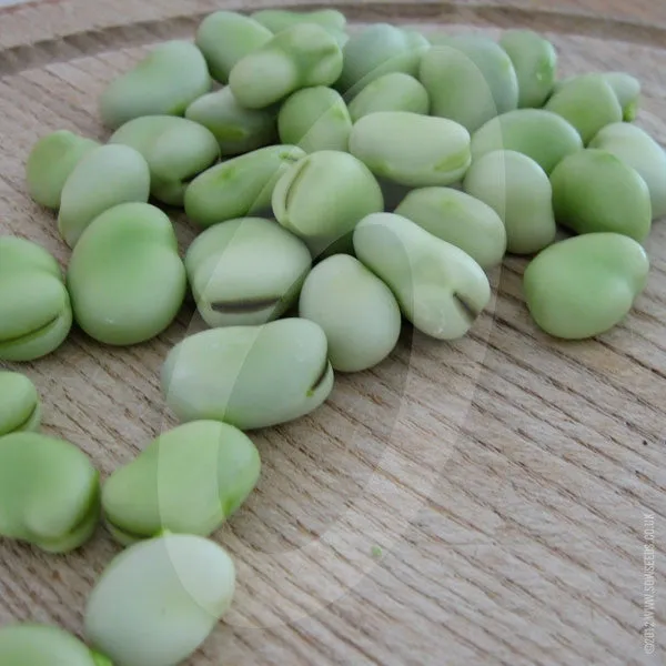 Broad Bean Aquadulce Claudia Seeds (AGM)