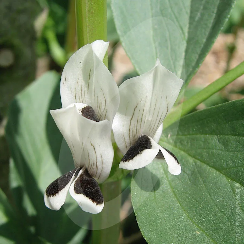 Broad Bean Aquadulce Claudia Seeds (AGM)