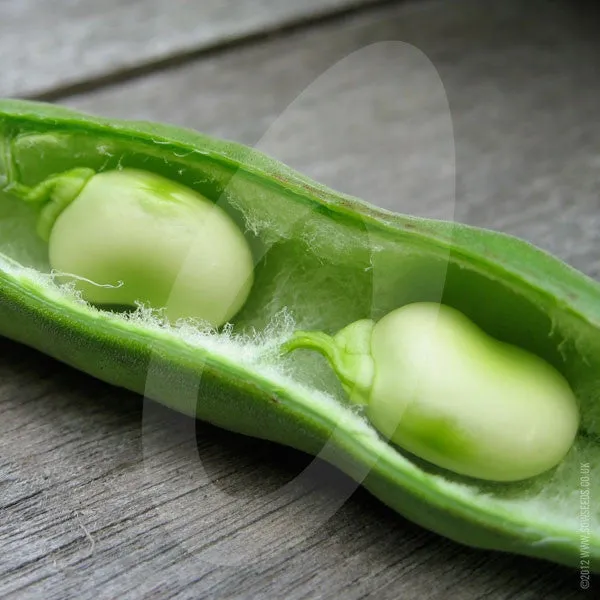 Broad Bean Aquadulce Claudia Seeds (AGM)