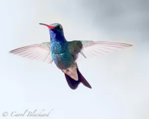 Broad-billed Hummingbird, male
