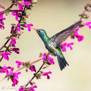 Broad-billed Hummingbird male