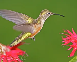 Broad-tailed Hummingbird, full profile at Monarda, Colorado back-yard