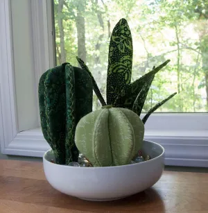 Carefree Cacti