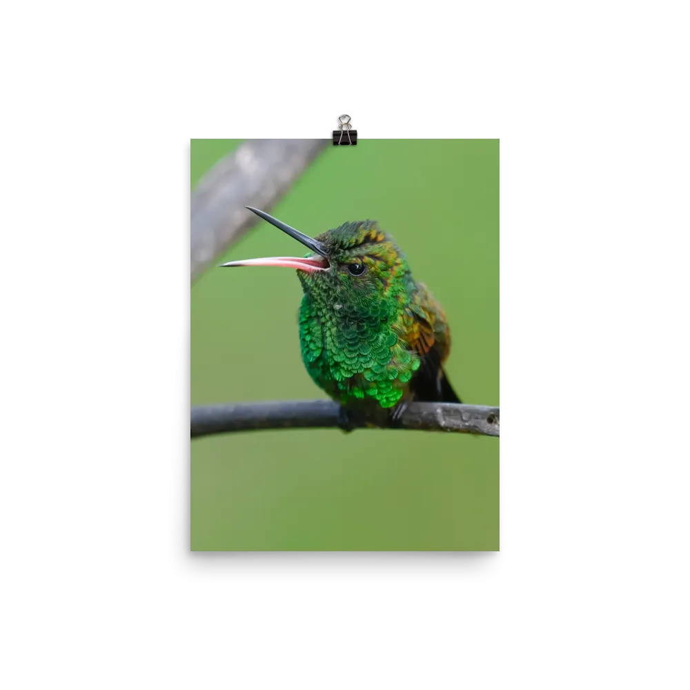 Copper-rumped Hummingbird with beak wide open - print