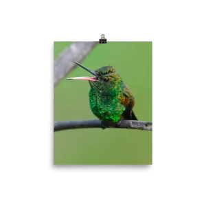 Copper-rumped Hummingbird with beak wide open - print