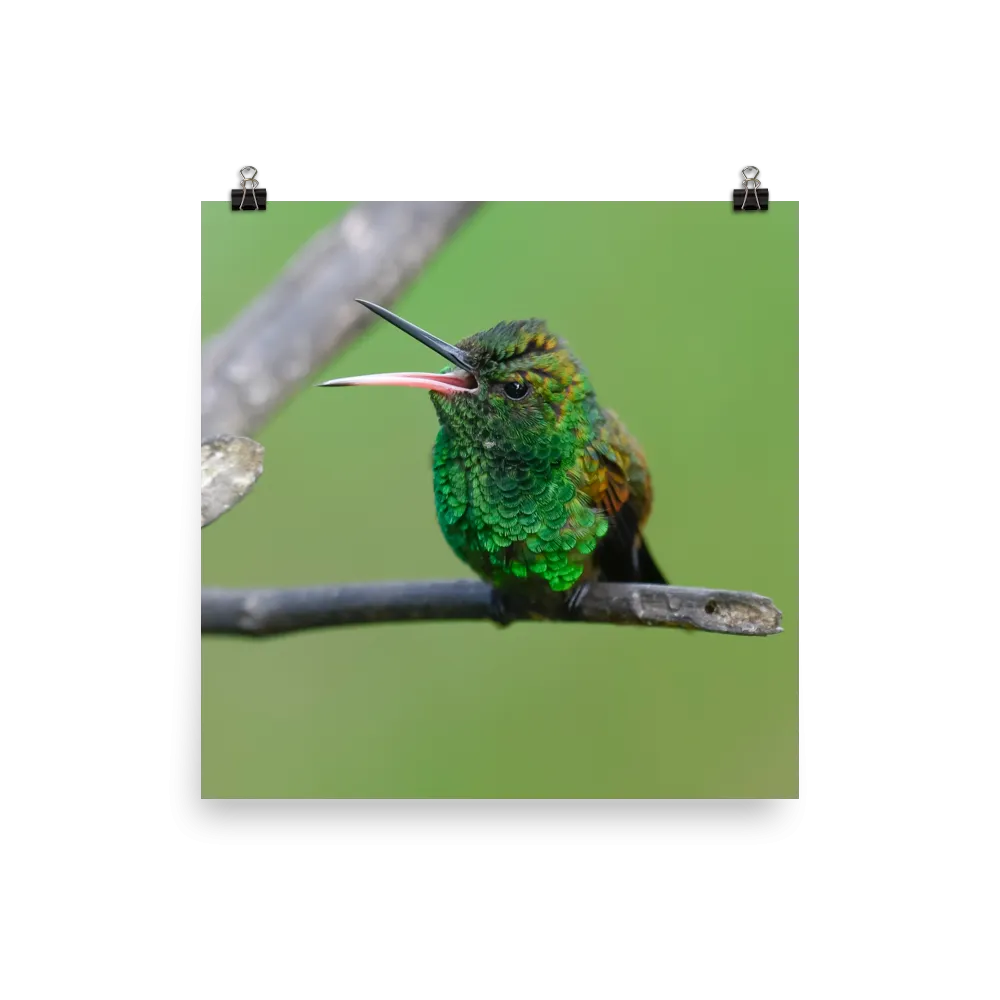 Copper-rumped Hummingbird with beak wide open - print