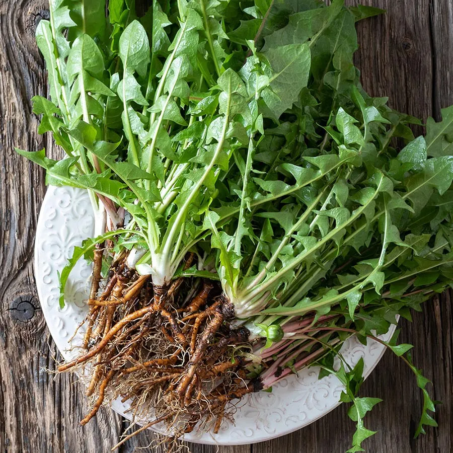 FRONTIER CO-OP DANDELION ROOT, CUT & SIFTED