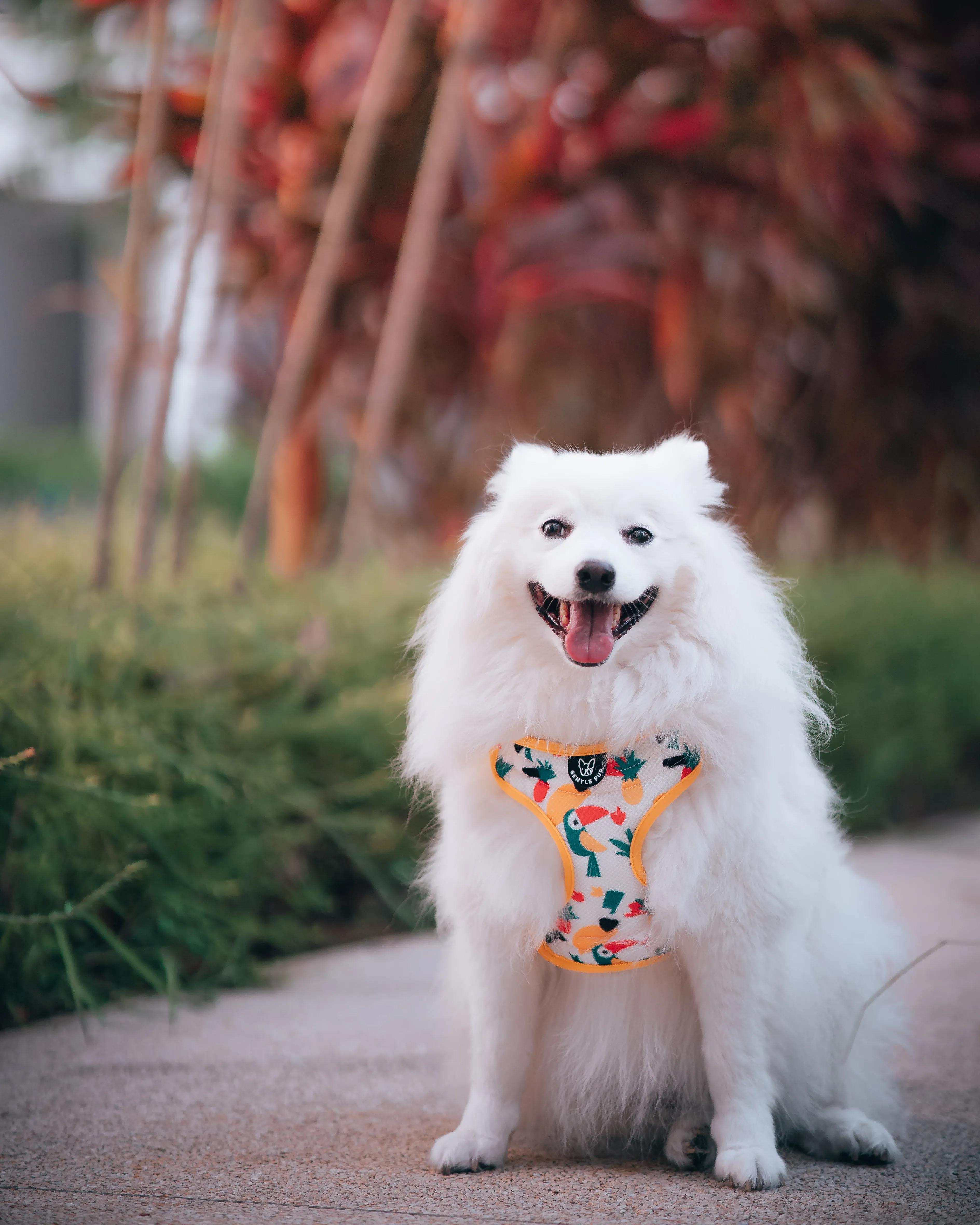 Gentle Pup - Aloha Alice Easy Harness