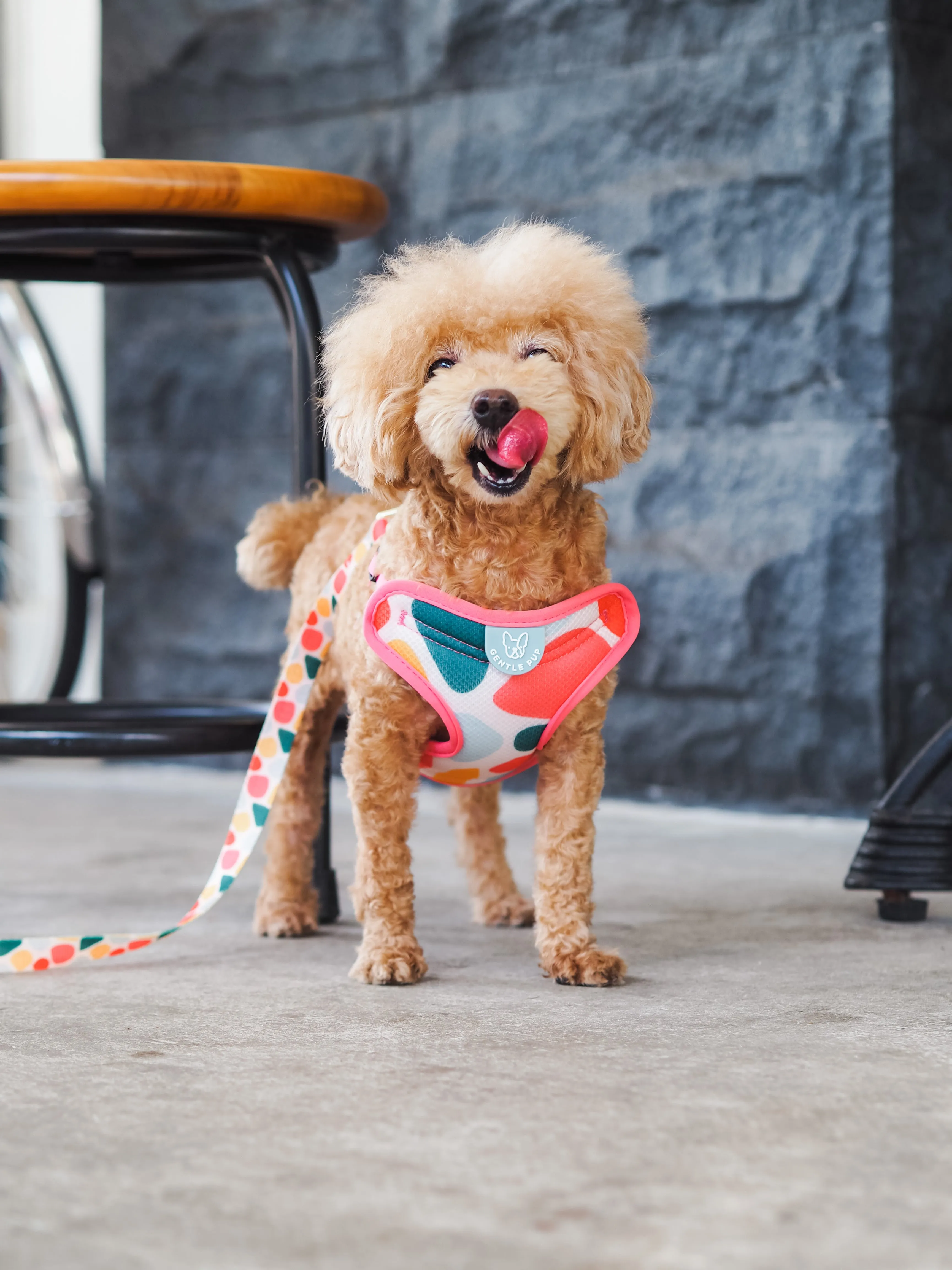 Gentle Pup - Candy Callie Easy Harness