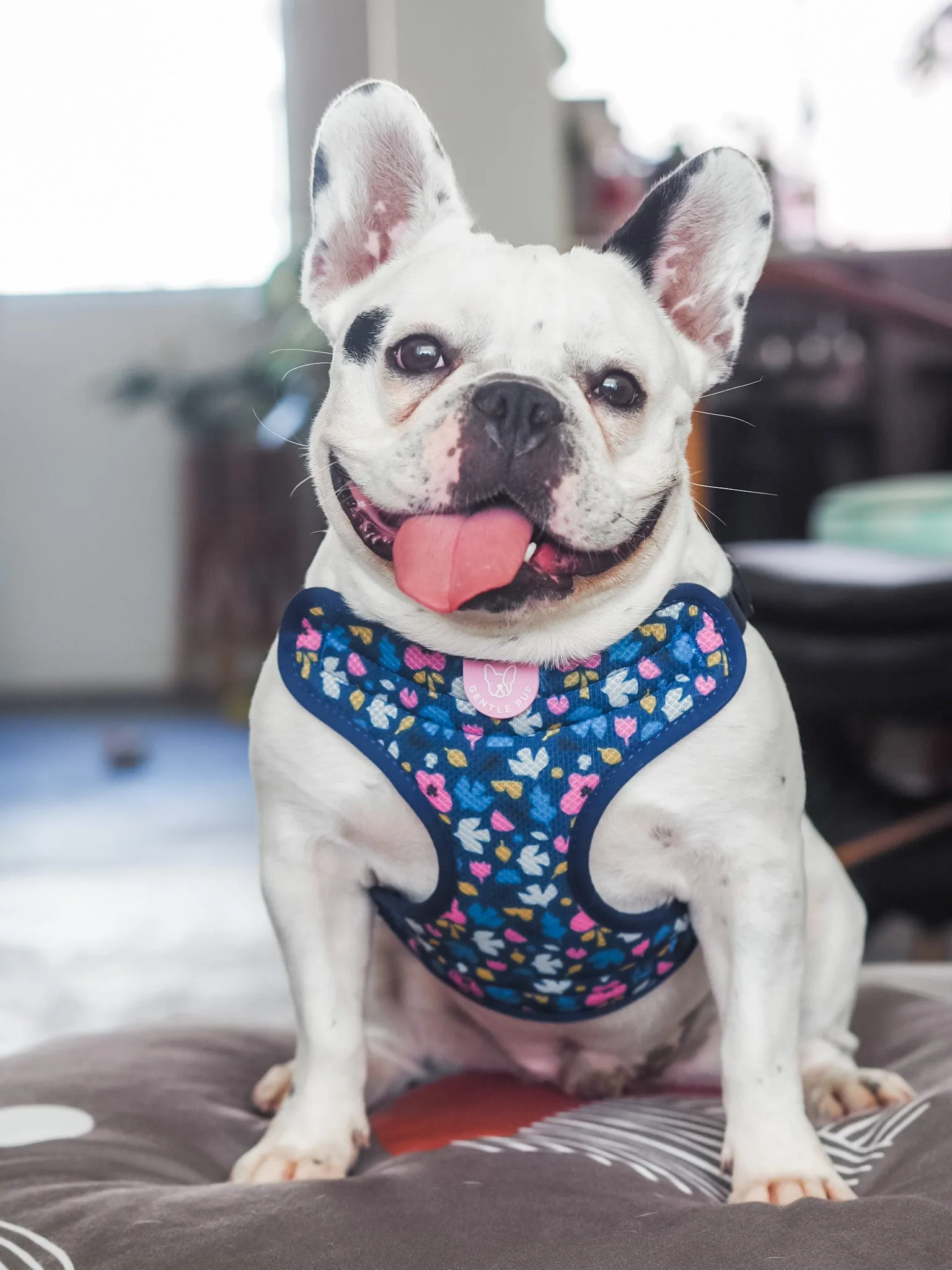 Gentle Pup - Forest Joy Easy Harness