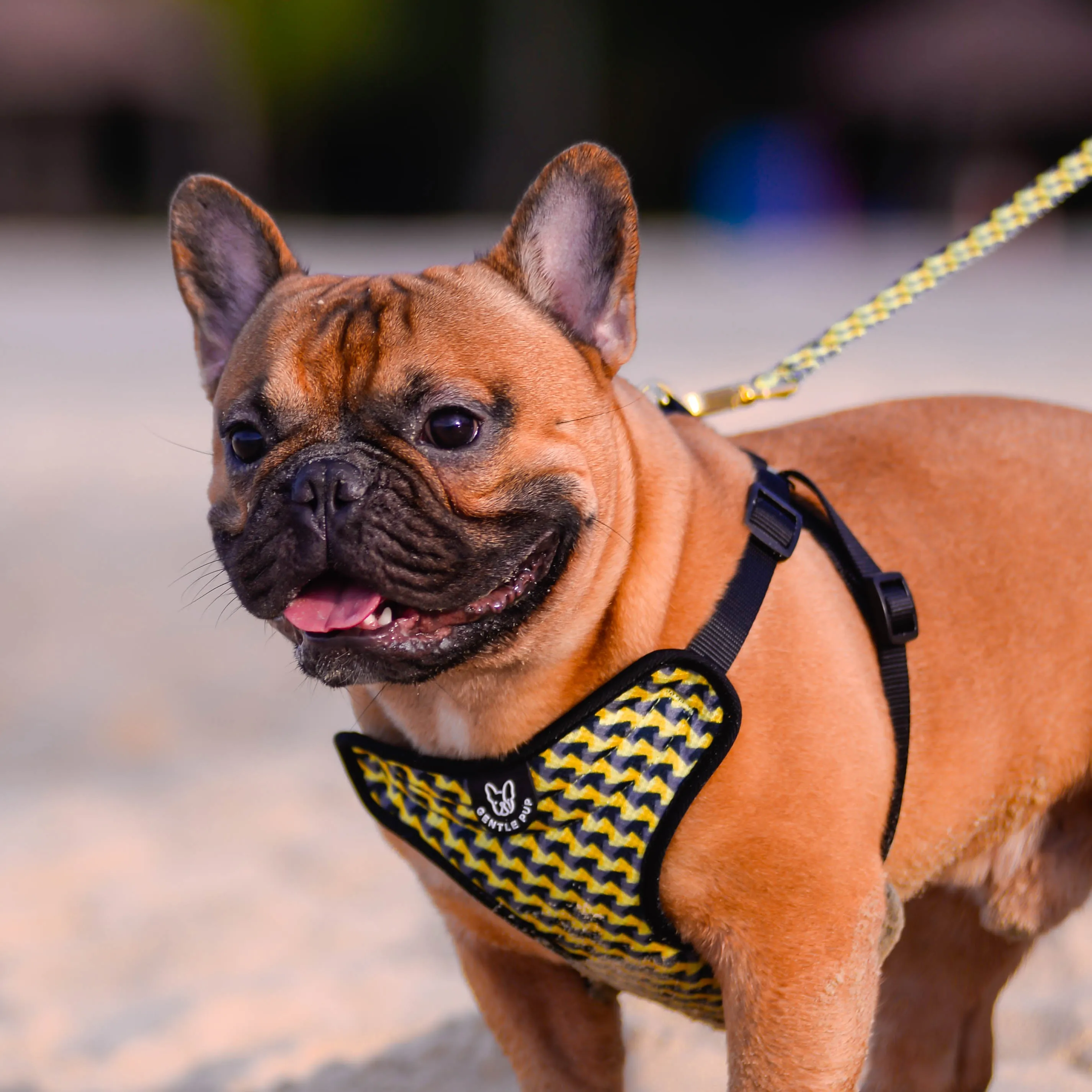 Gentle Pup - Zippy Zag Easy Harness