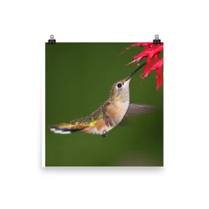 Graceful Broad-tailed Hummingbird sips from Monarda