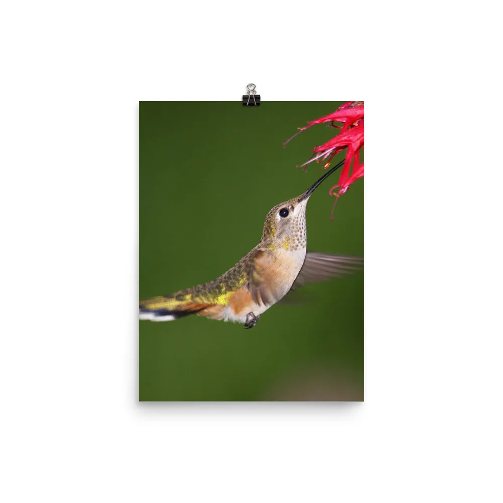 Graceful Broad-tailed Hummingbird sips from Monarda