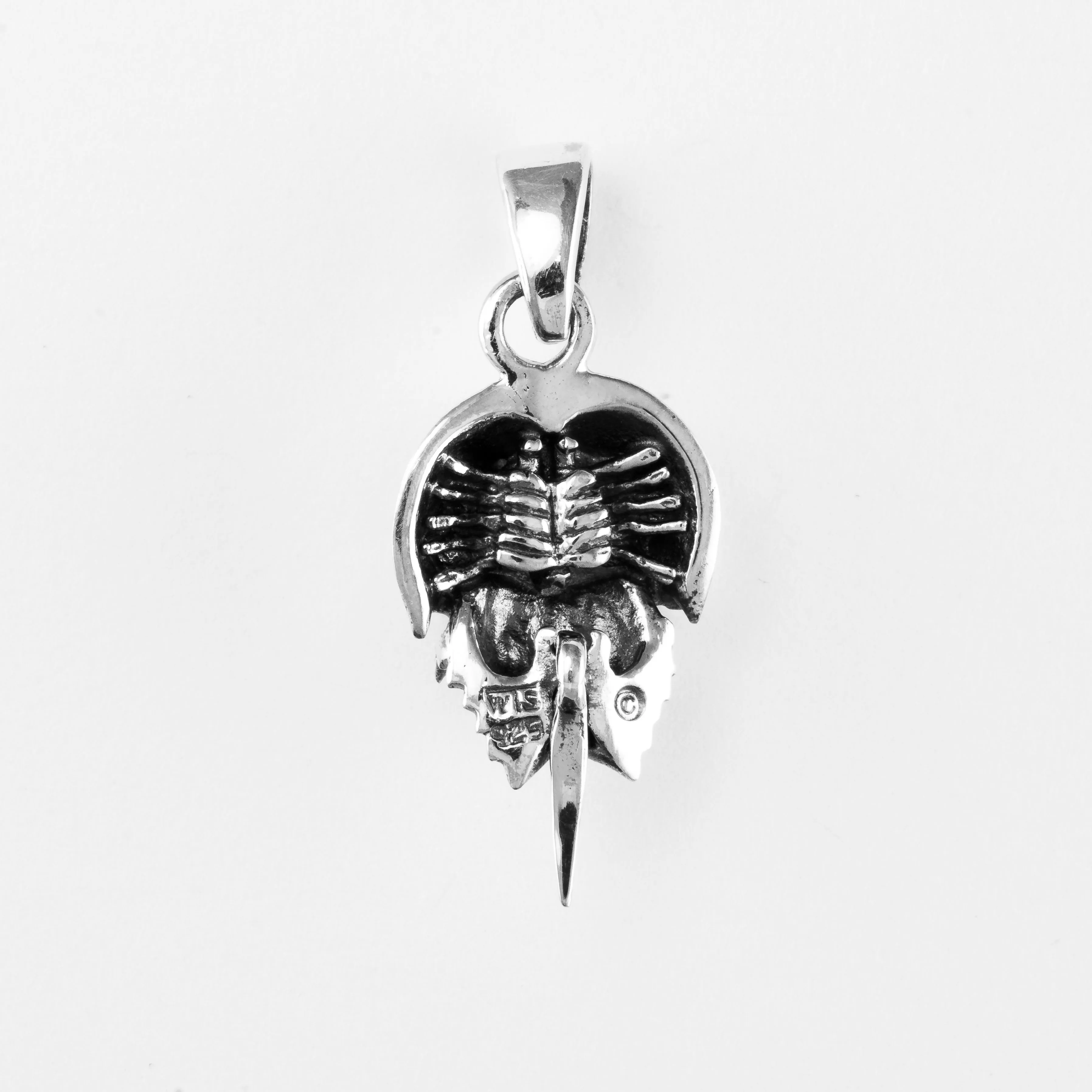 Horseshoe Crab, Sm