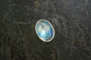 Moonstone