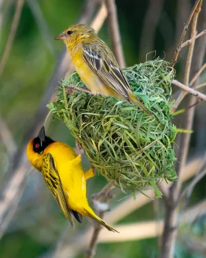 Namibia Dreamweaver