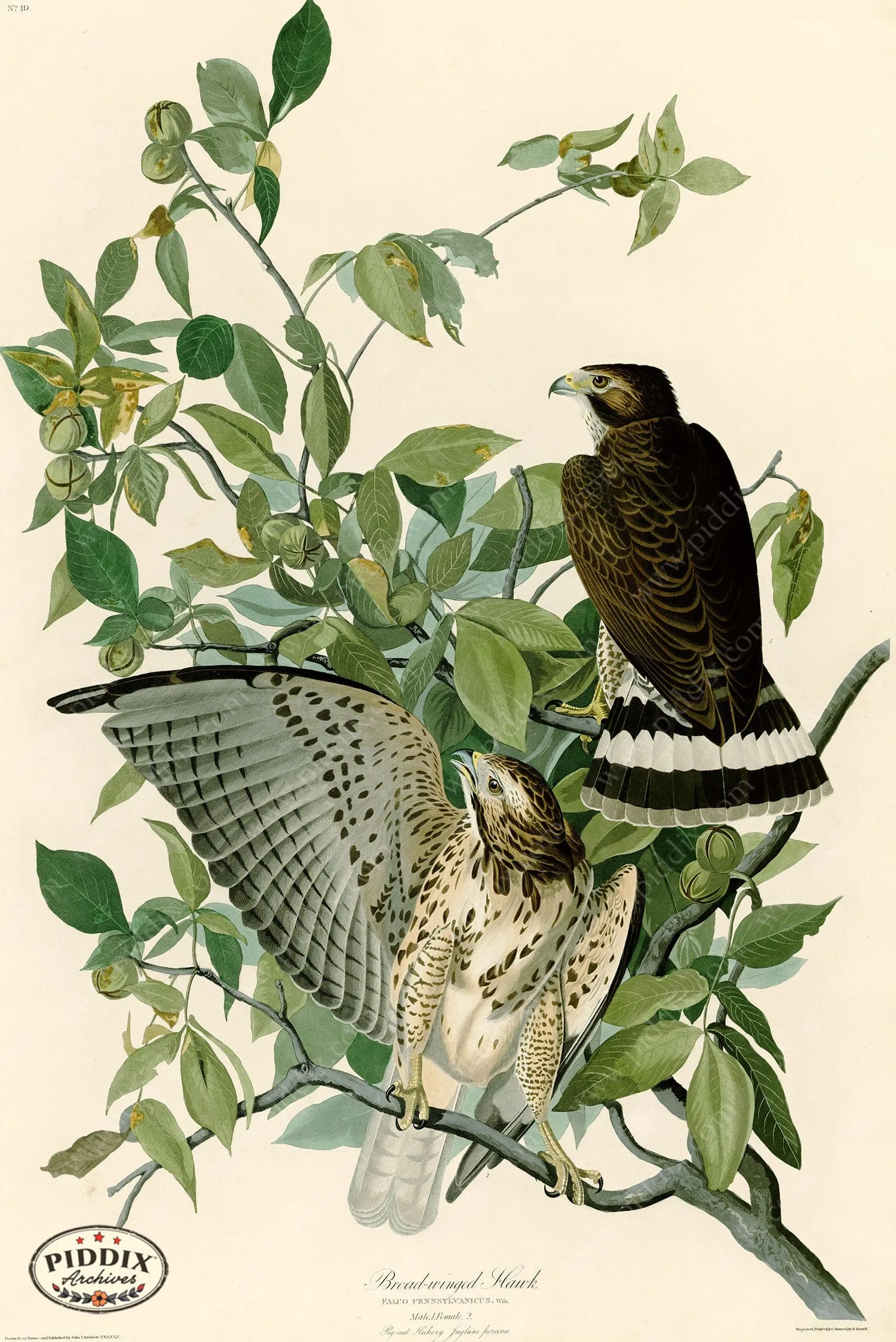 PDXC20626 -- Audubon Broad-Winged Hawk
