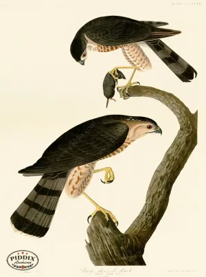 PDXC20910 -- Audubon Sharp-Shinned Hawk
