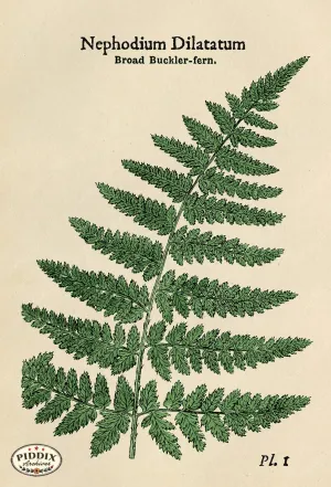 PDXC21135c -- Ferns Broad Buckler Fern