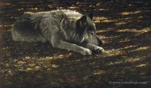 Resting Wolf