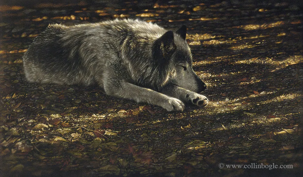 Resting Wolf