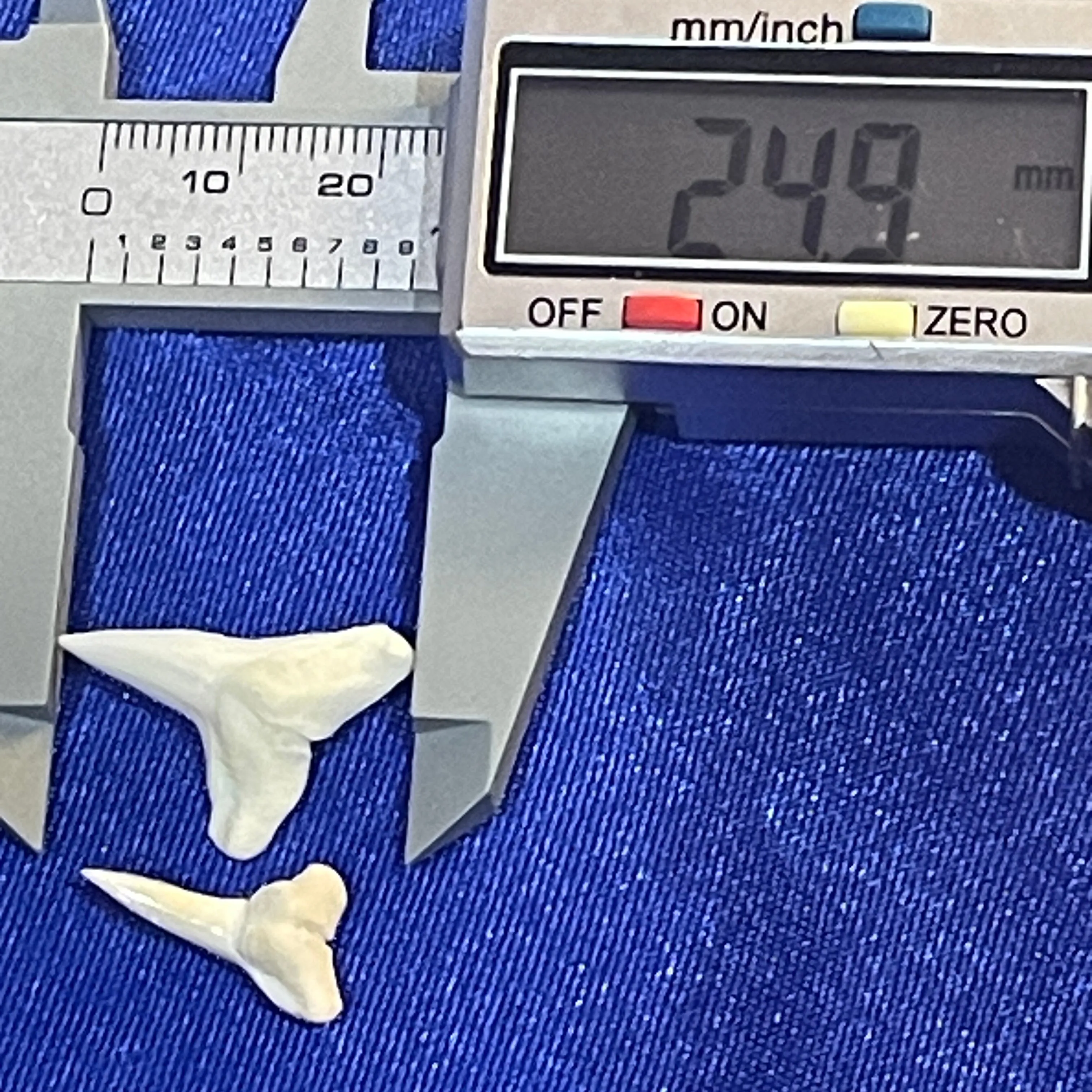 Shark Teeth Set For Sale LTB-tb