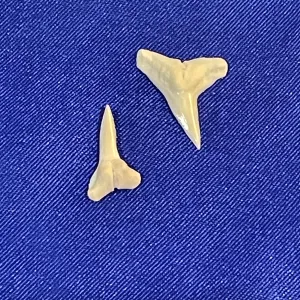 Shark Teeth Set For Sale LTB-tb