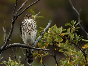 Sharp Shinned Hawk
