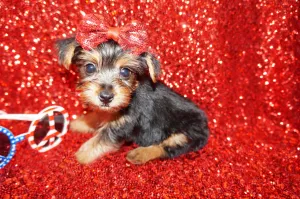 SOLD!! Emmett ^MICRO TEACUP^ Yorkie Yorkshire Terrier Male Born 3-20-2023 Click Here For More Info