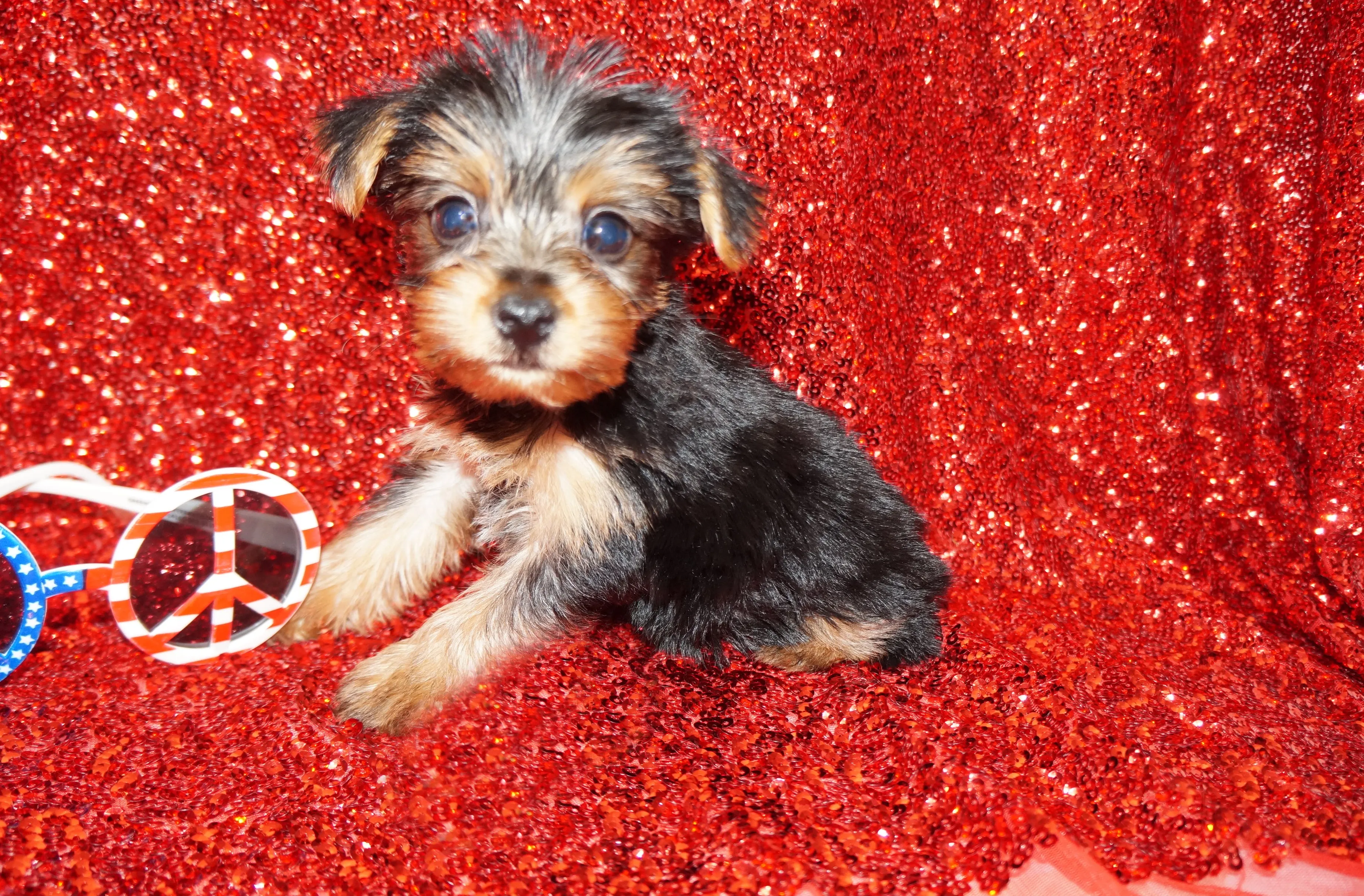 SOLD!! Emmett ^MICRO TEACUP^ Yorkie Yorkshire Terrier Male Born 3-20-2023 Click Here For More Info