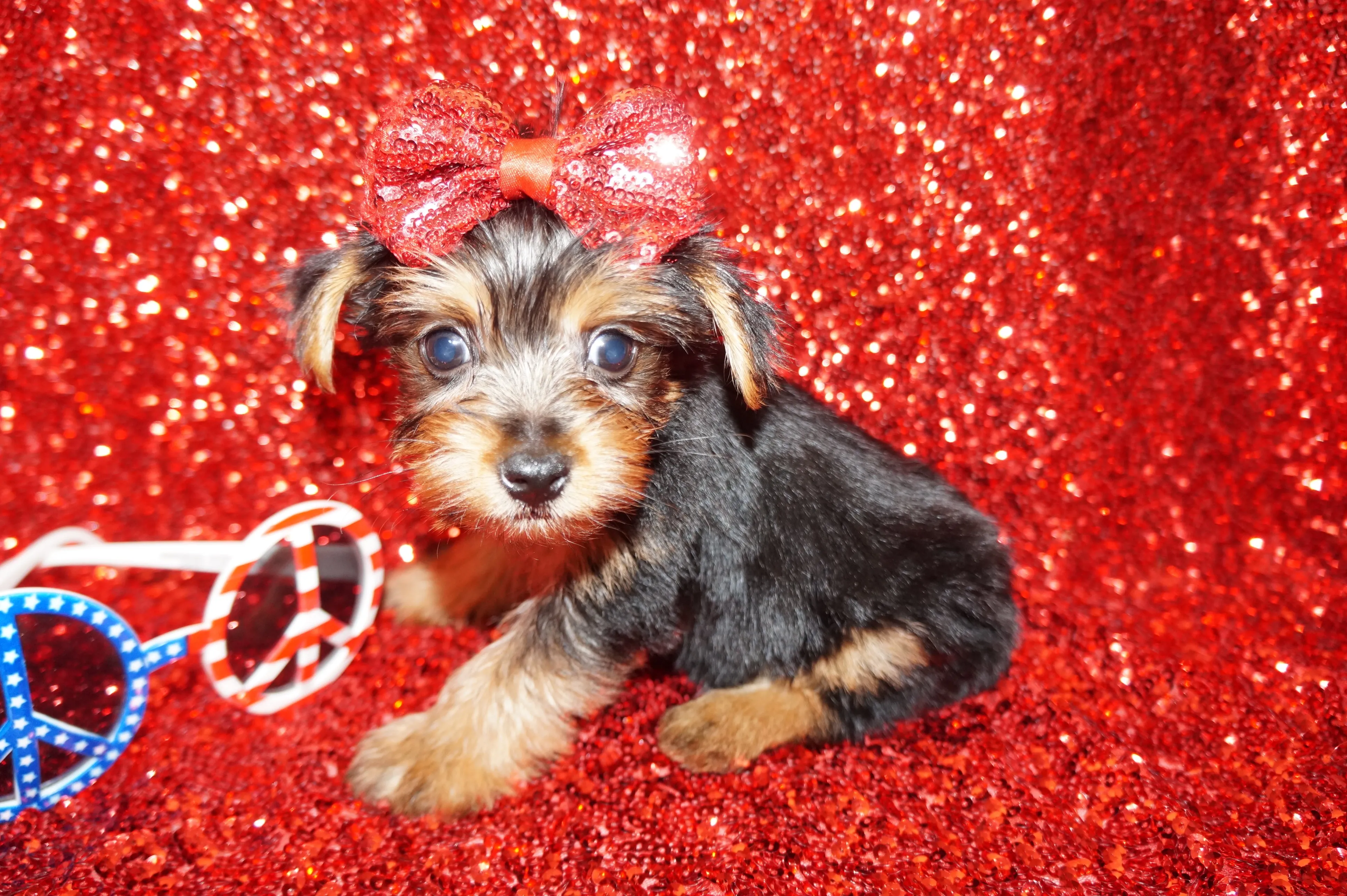 SOLD!! Emmett ^MICRO TEACUP^ Yorkie Yorkshire Terrier Male Born 3-20-2023 Click Here For More Info