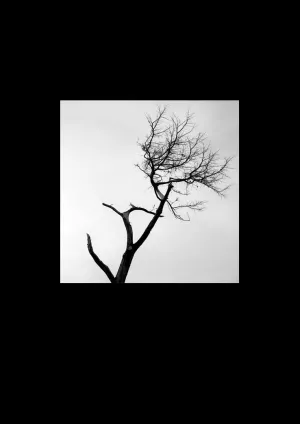 Tiny Branches (No. 23)